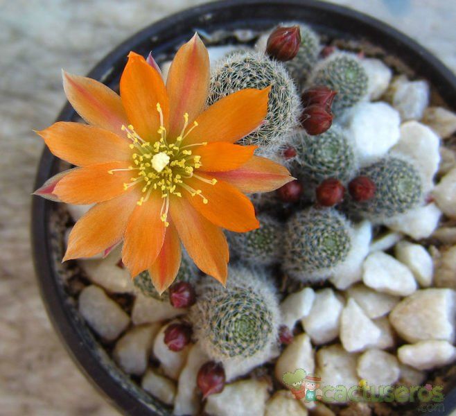 A photo of Rebutia heliosa x pulvinosa cv. sunrise (HIBRIDO)