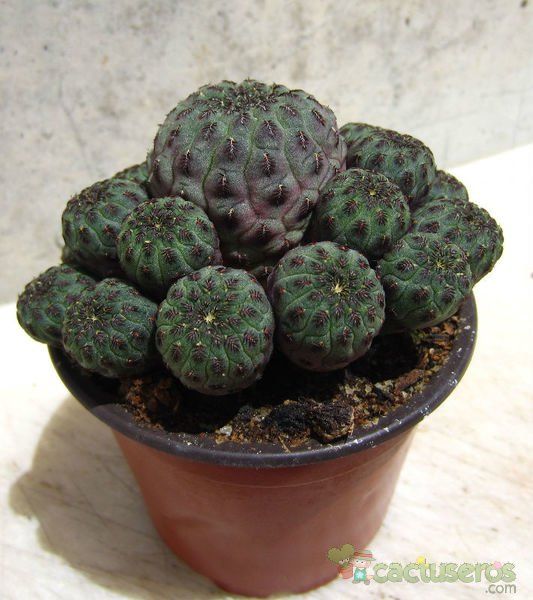 A photo of Sulcorebutia tarabucoensis ssp. rauschii 