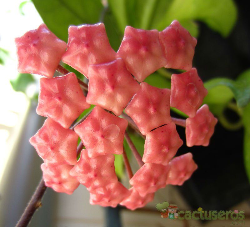 A photo of Hoya carnosa var. carnosa