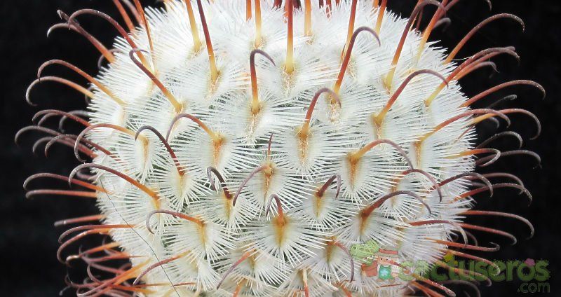 A photo of Mammillaria bombycina subsp. perezdelarosae