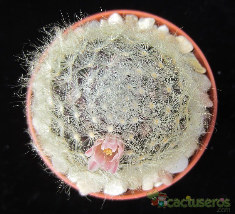 Una foto de Mammillaria aureilanata