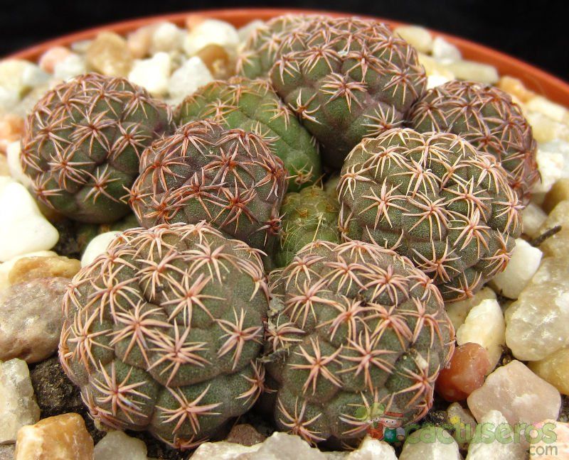 Una foto de Maihueniopsis bonnieae