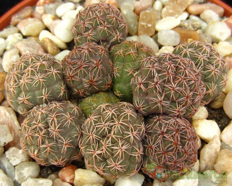 Una foto de Maihueniopsis bonnieae