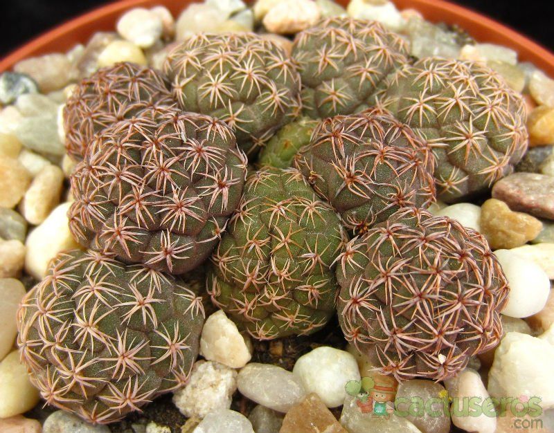 Una foto de Maihueniopsis bonnieae