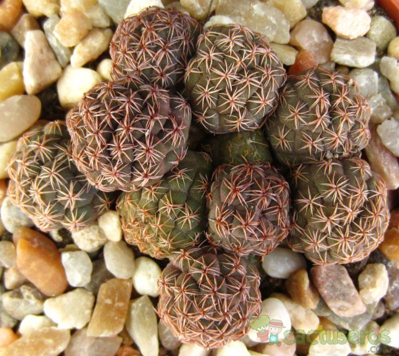 Una foto de Maihueniopsis bonnieae