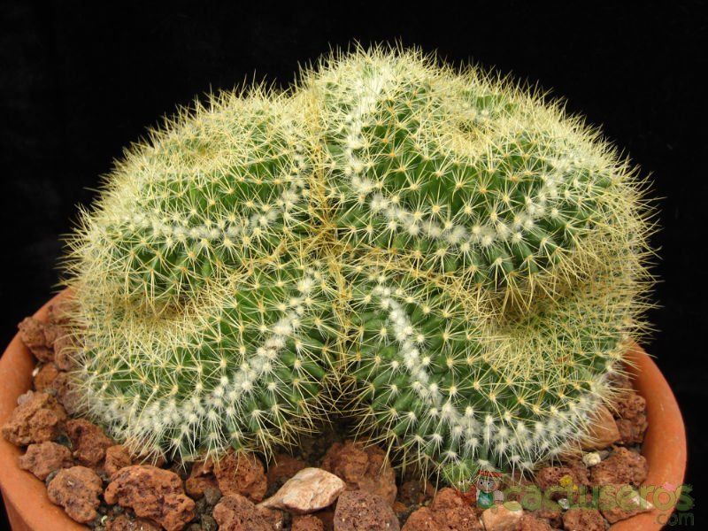 A photo of Mammillaria rhodantha ssp. pringlei fma. crestada