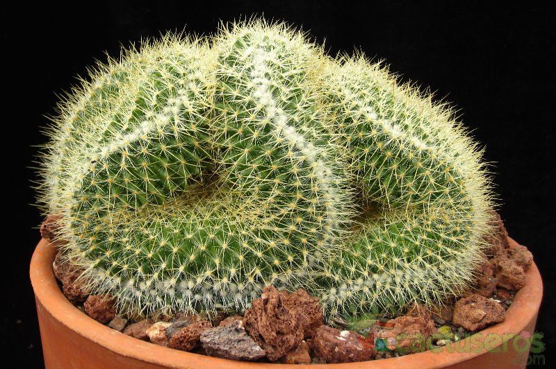 A photo of Mammillaria rhodantha ssp. pringlei fma. crestada
