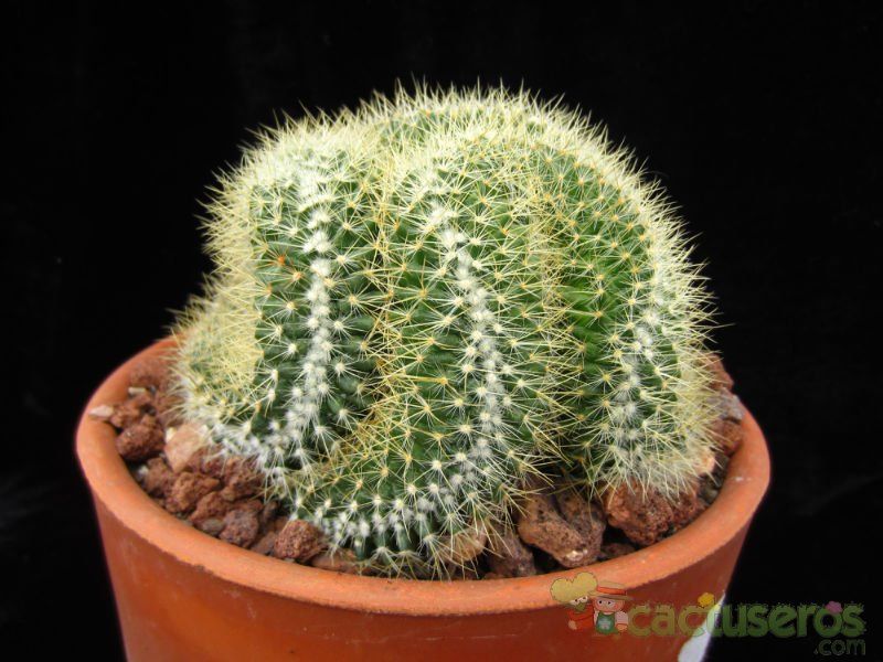 A photo of Mammillaria rhodantha ssp. pringlei fma. crestada