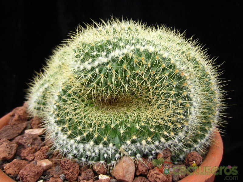 A photo of Mammillaria rhodantha ssp. pringlei fma. crestada