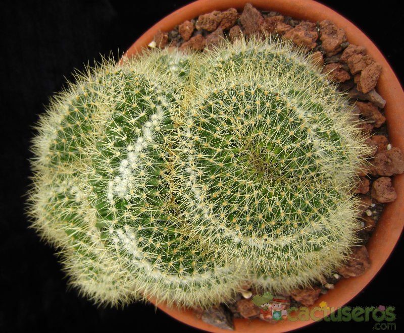 A photo of Mammillaria rhodantha ssp. pringlei fma. crestada