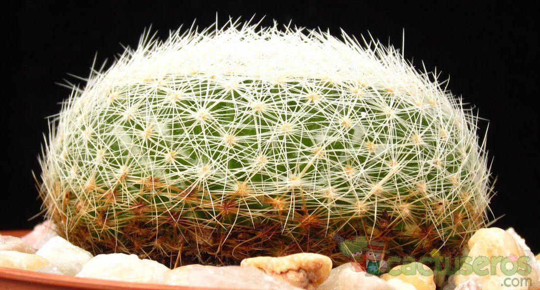 Una foto de Mammillaria lenta