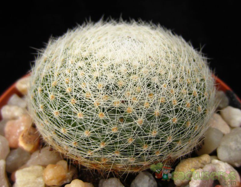 Una foto de Mammillaria lenta