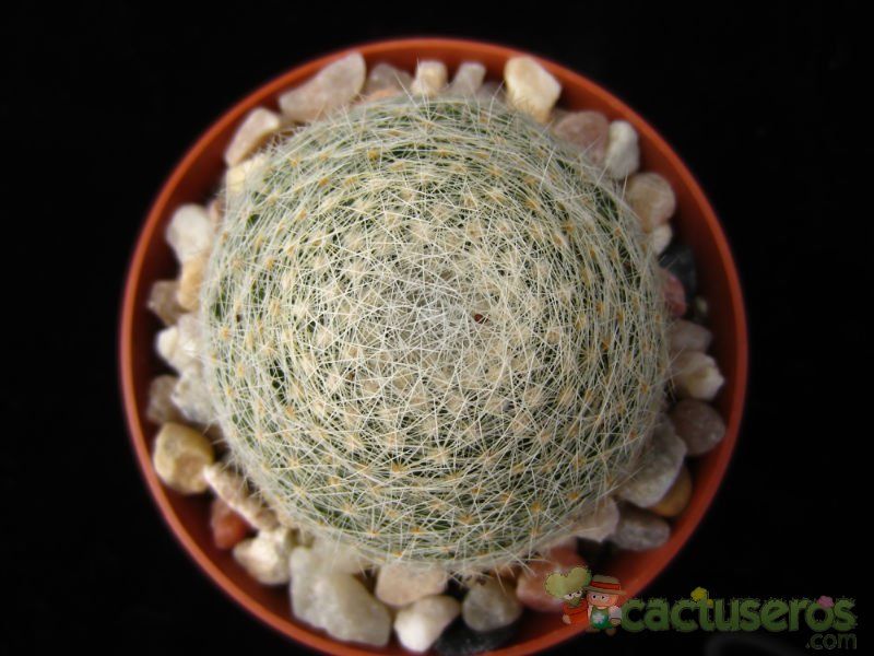 Una foto de Mammillaria lenta