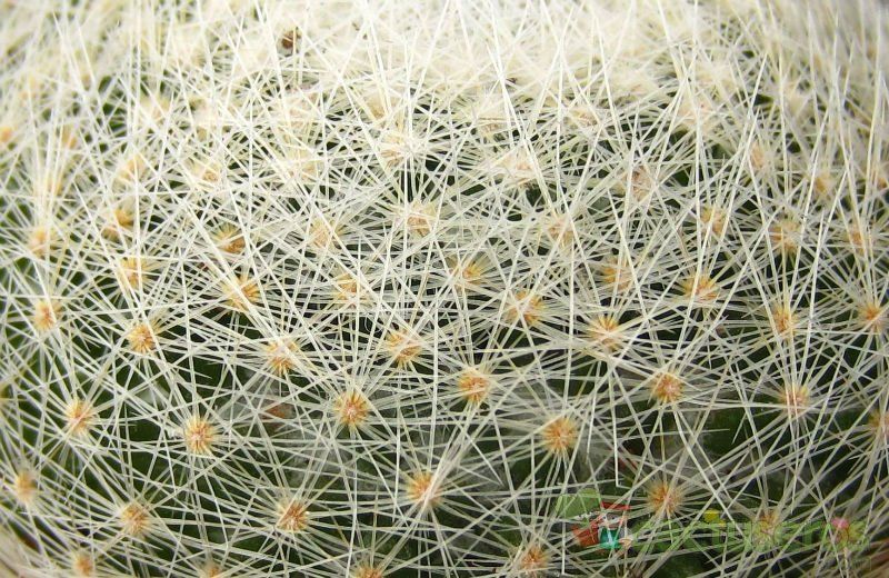 Una foto de Mammillaria lenta