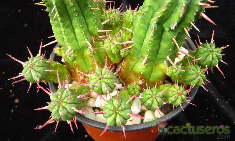 A photo of Euphorbia aggregata