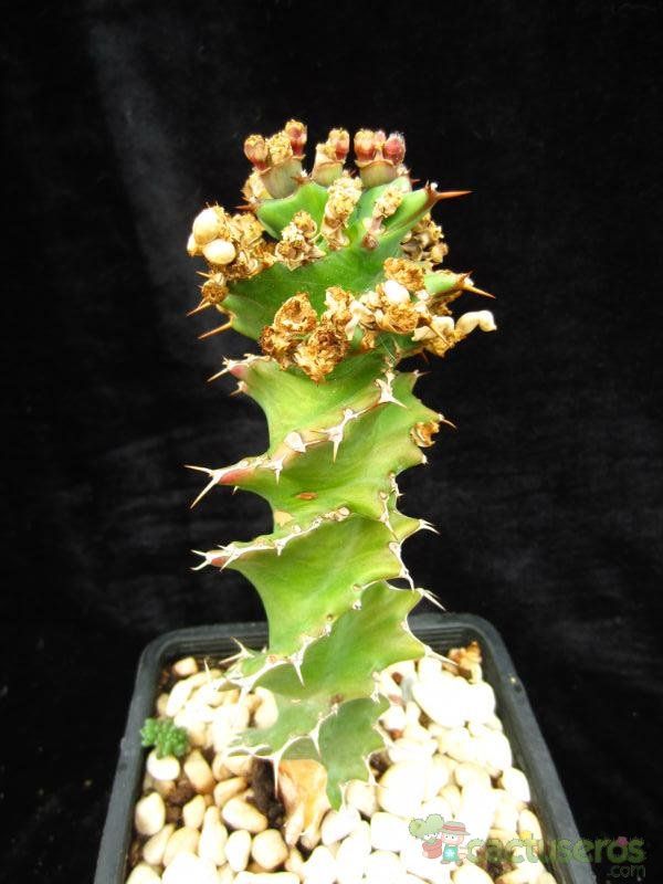 A photo of Euphorbia groenewaldii  
