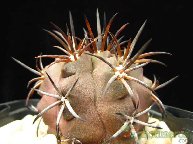 Una foto de Copiapoa echinoides