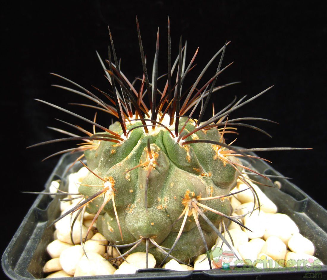 A photo of Copiapoa dealbata