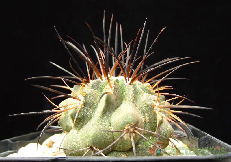 A photo of Copiapoa dealbata