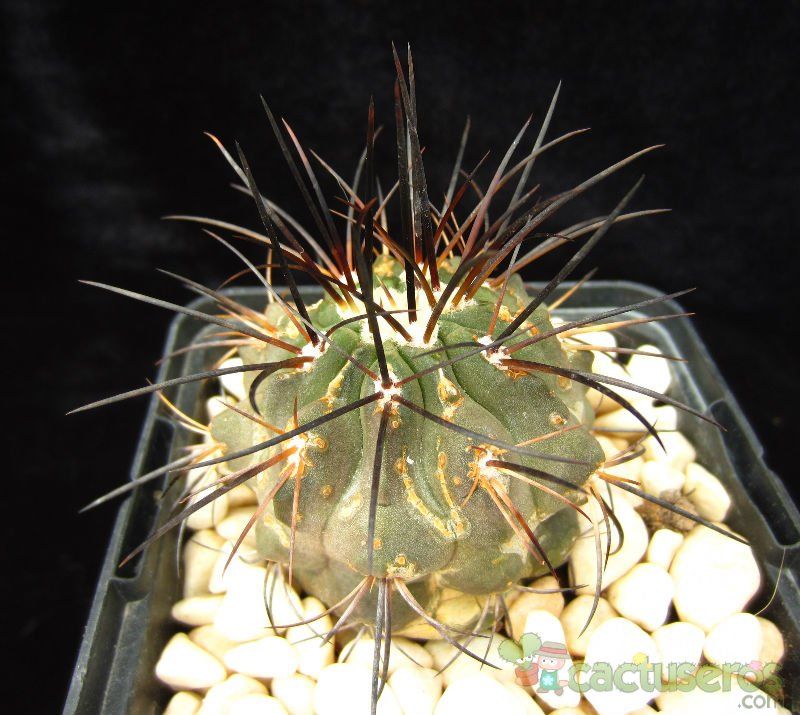 A photo of Copiapoa dealbata