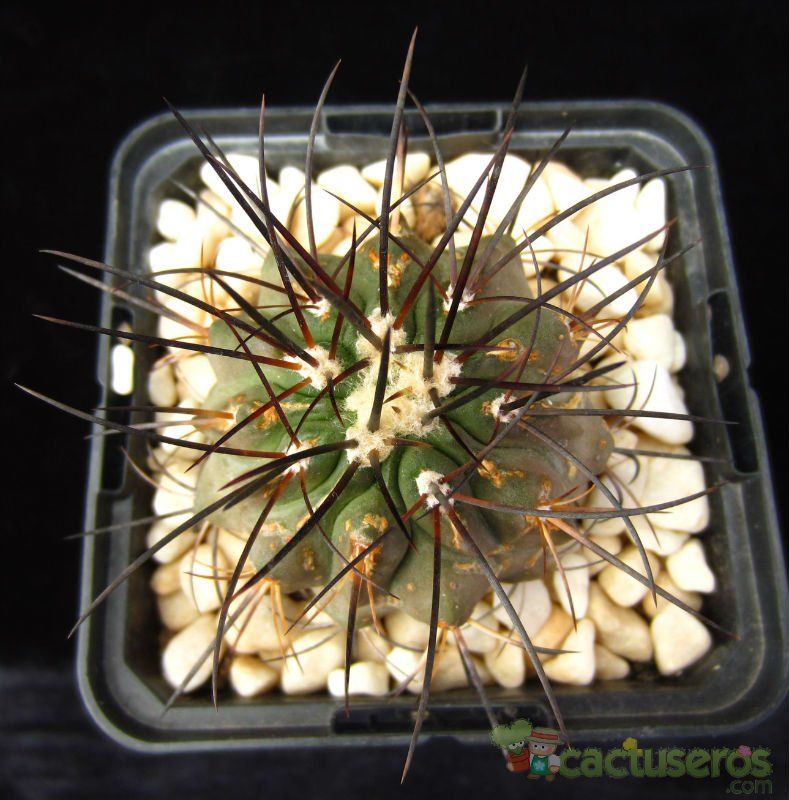 A photo of Copiapoa dealbata