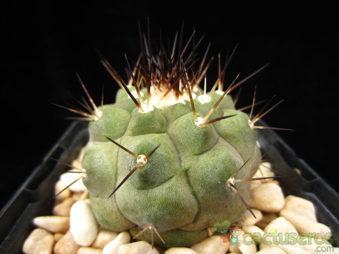 A photo of Copiapoa gigantea