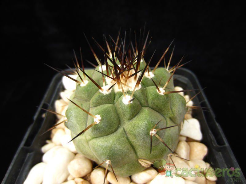 A photo of Copiapoa gigantea