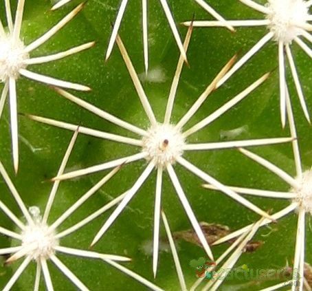 Una foto de Mammillaria sphacelata