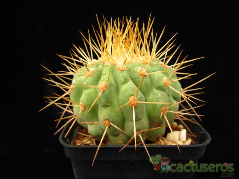 A photo of Copiapoa gigantea