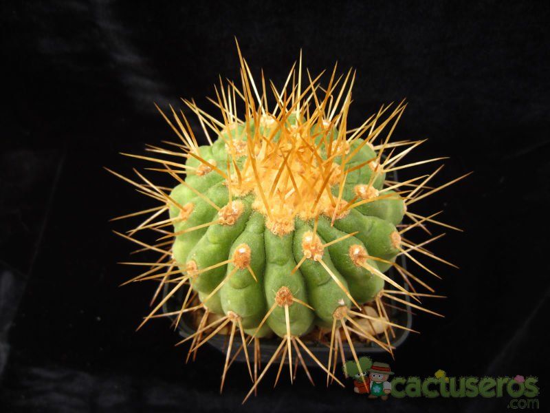 A photo of Copiapoa gigantea