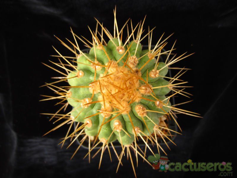 A photo of Copiapoa gigantea