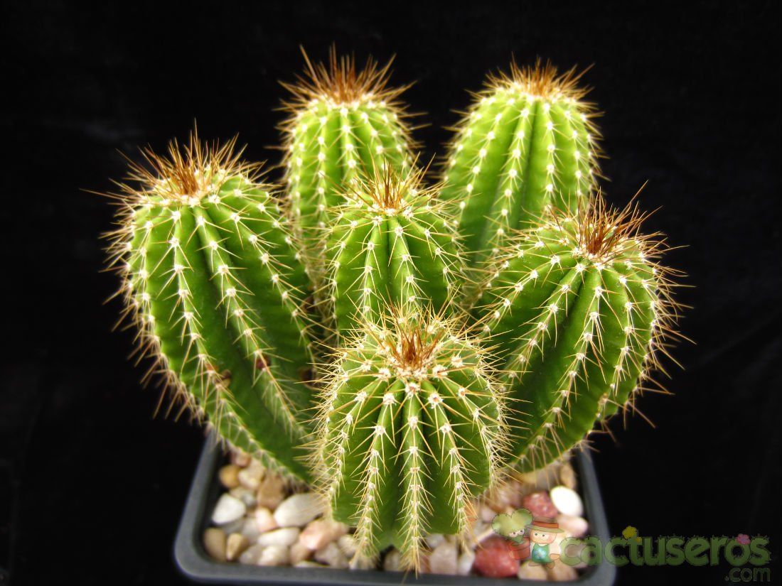Una foto de Neobuxbaumia polylopha
