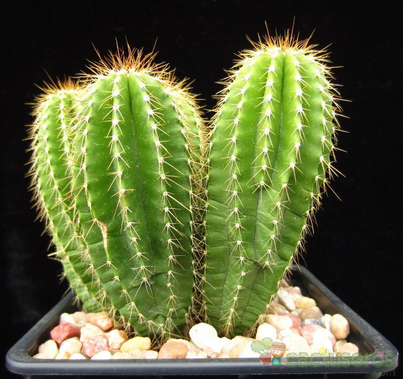 Una foto de Neobuxbaumia polylopha