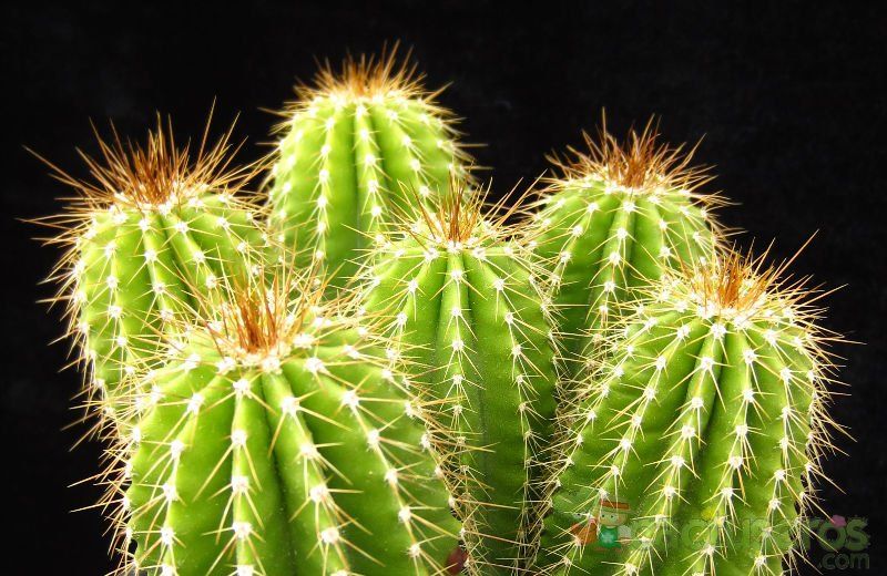 Una foto de Neobuxbaumia polylopha