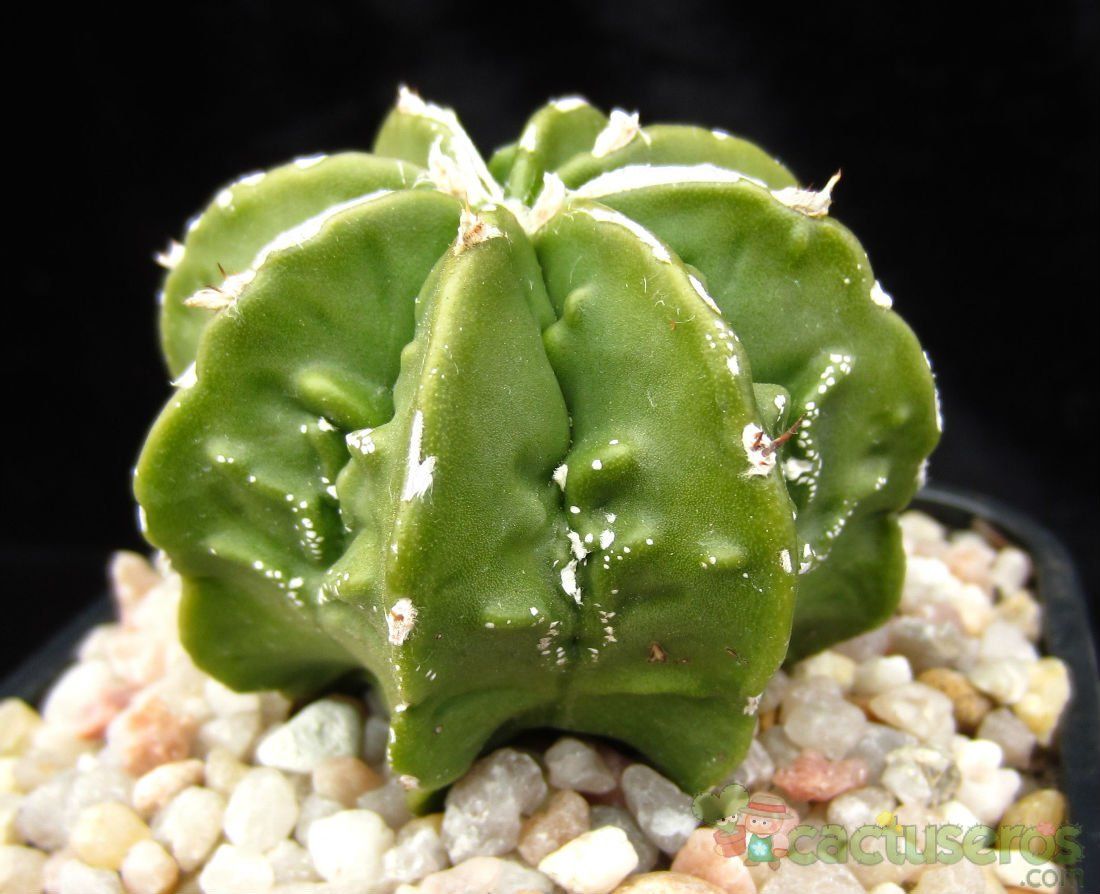 A photo of Astrophytum myriostigma cv. FUKURYU (Type B)