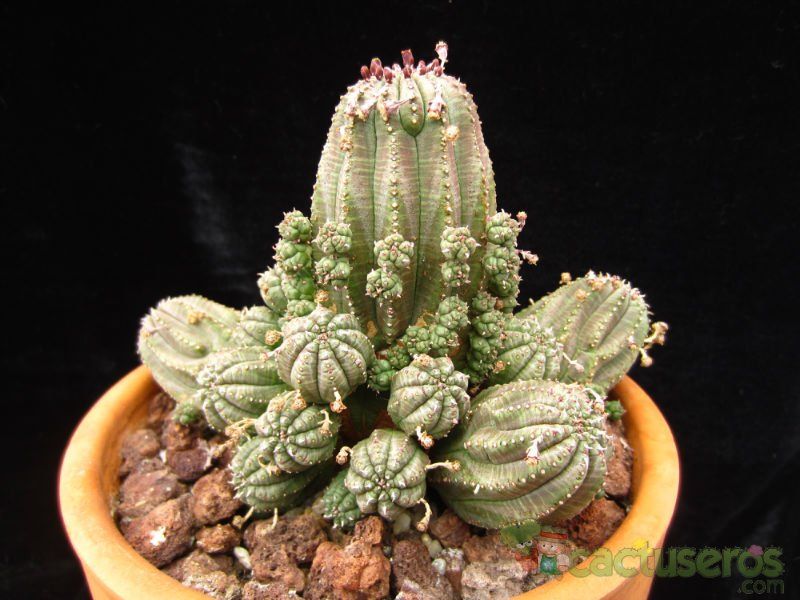 Una foto de Euphorbia cv. Willian Denton