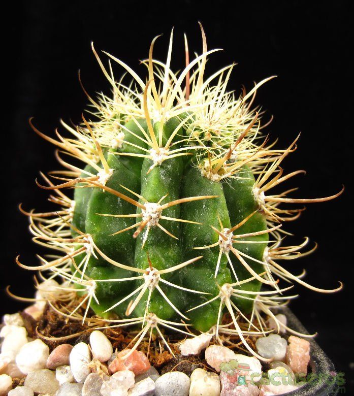 Una foto de Coleocephalocereus goebelianus
