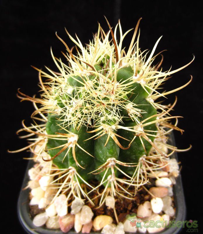 Una foto de Coleocephalocereus goebelianus