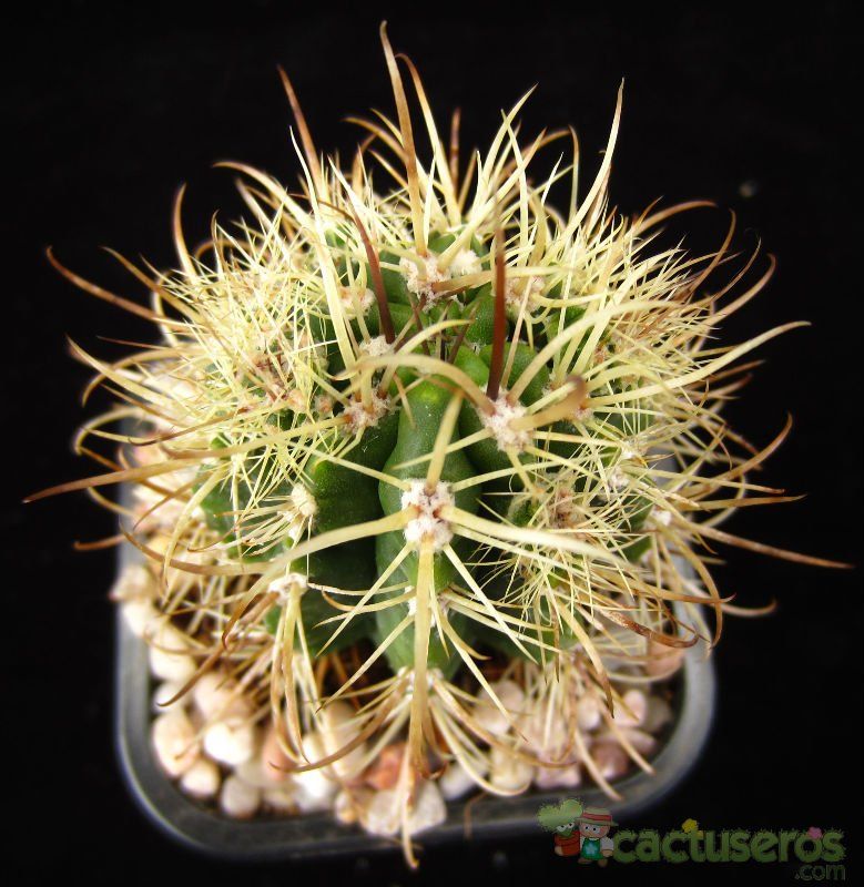 Una foto de Coleocephalocereus goebelianus