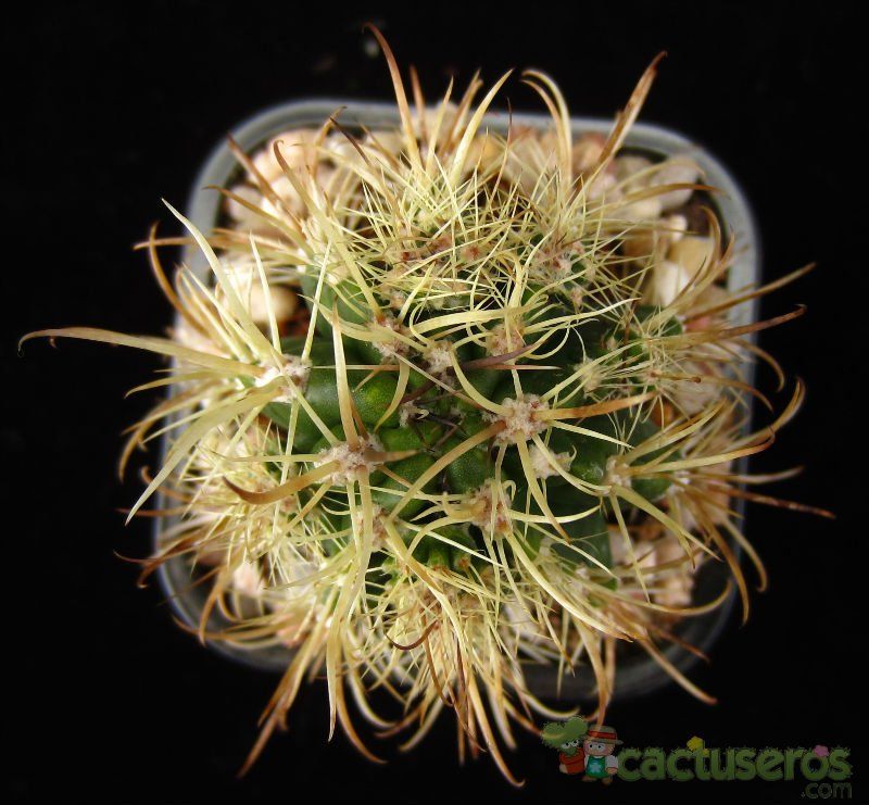 Una foto de Coleocephalocereus goebelianus