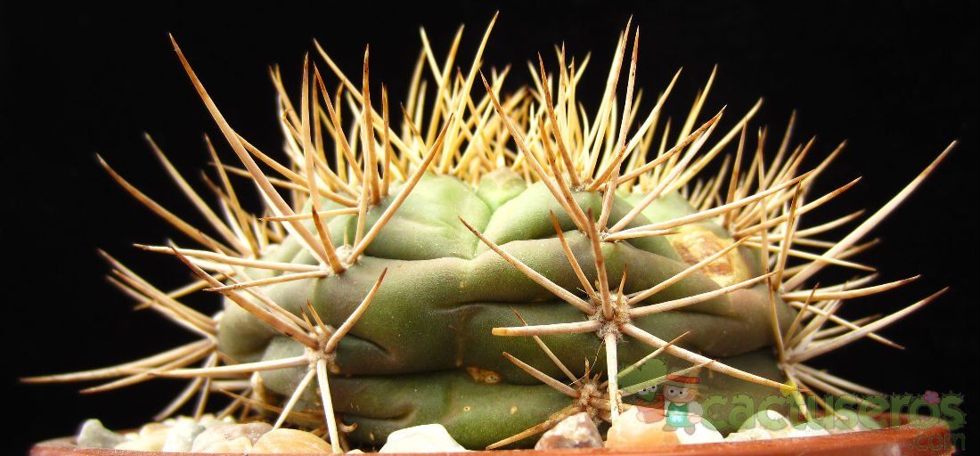 A photo of Gymnocalycium eurypleurum