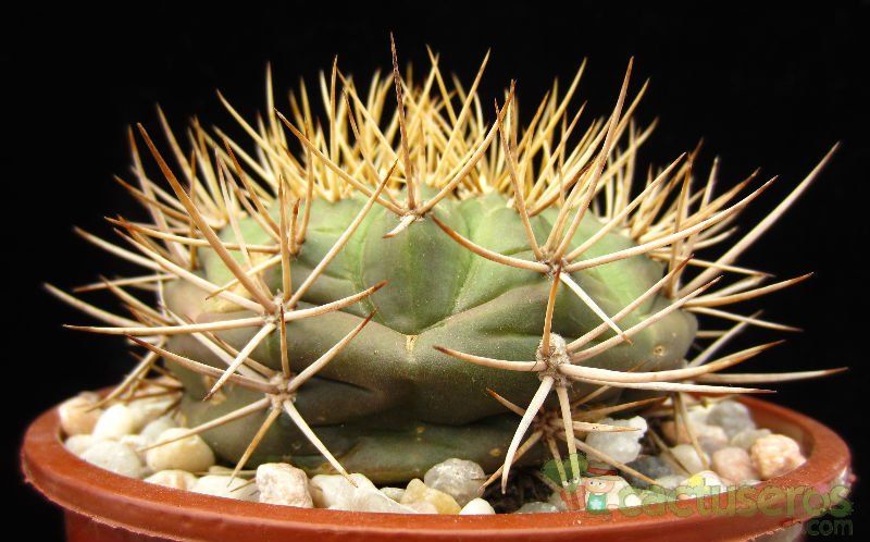 A photo of Gymnocalycium eurypleurum