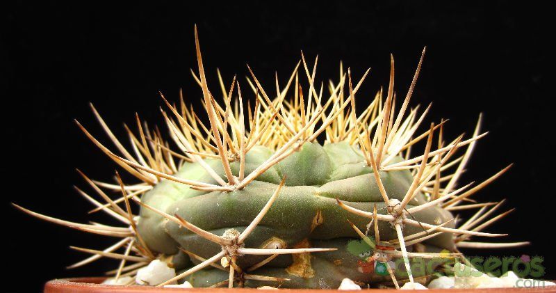 A photo of Gymnocalycium eurypleurum