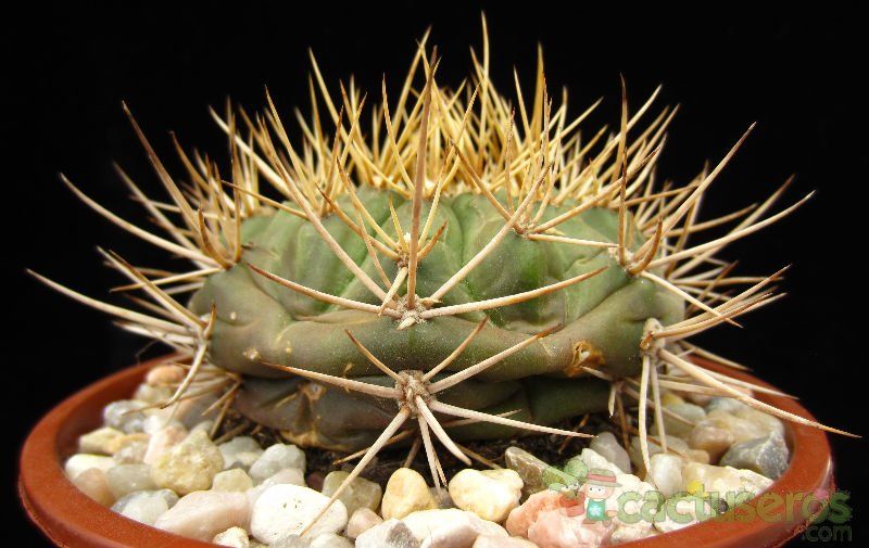 A photo of Gymnocalycium eurypleurum