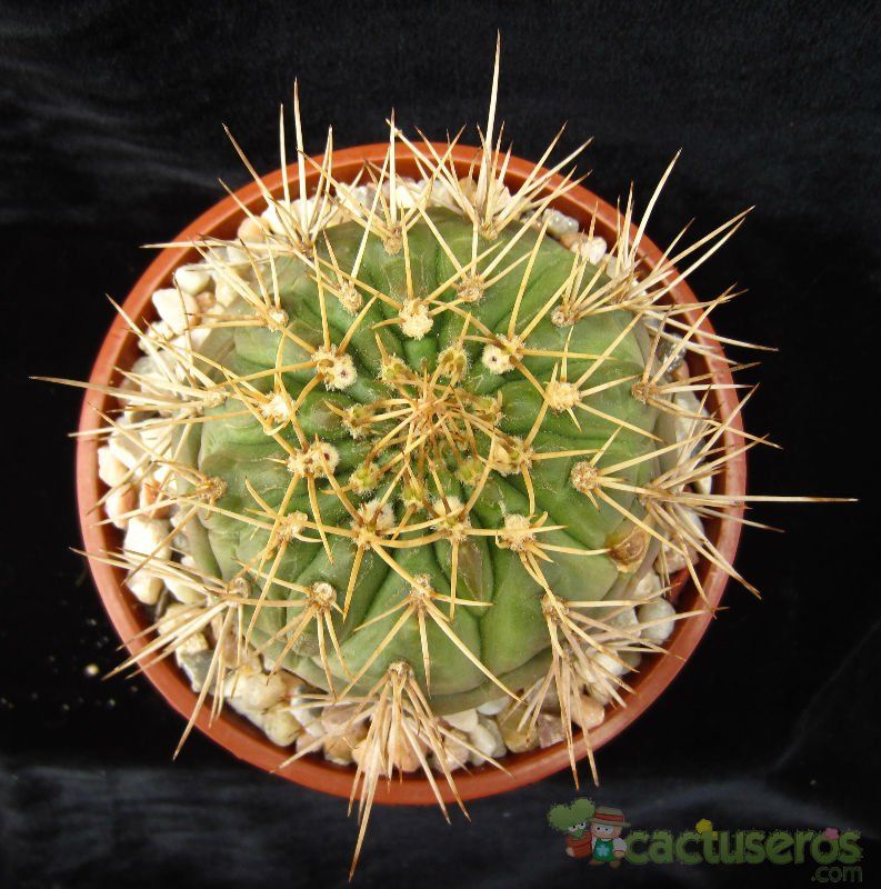 A photo of Gymnocalycium eurypleurum