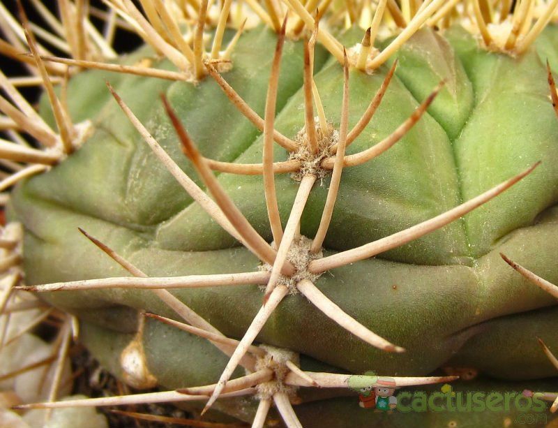 A photo of Gymnocalycium eurypleurum