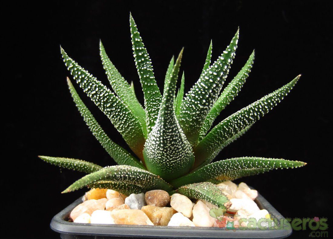 A photo of Haworthia fasciata cv. concolor