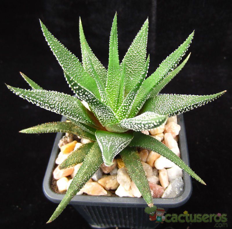 A photo of Haworthia fasciata cv. concolor