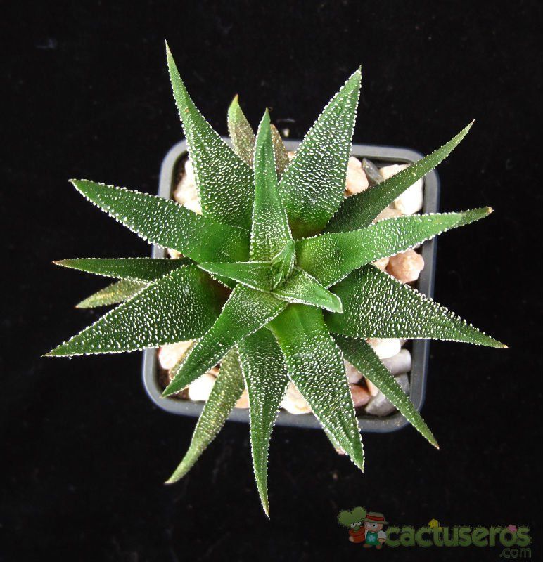 A photo of Haworthia fasciata cv. concolor