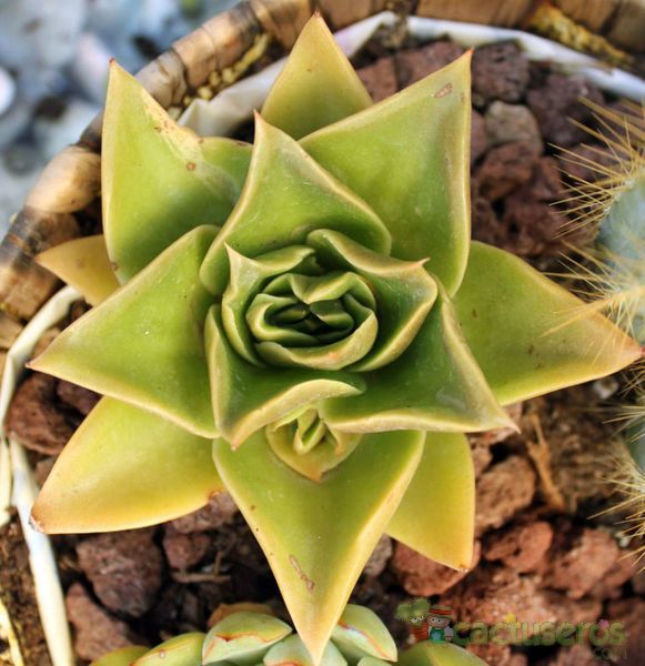 Una foto de Echeveria agavoides 